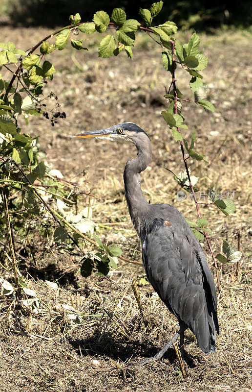 大蓝鹭，Ardea herodias